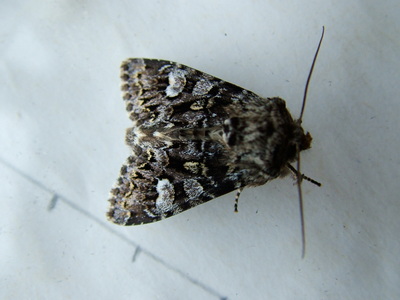 Glaucous Shears
